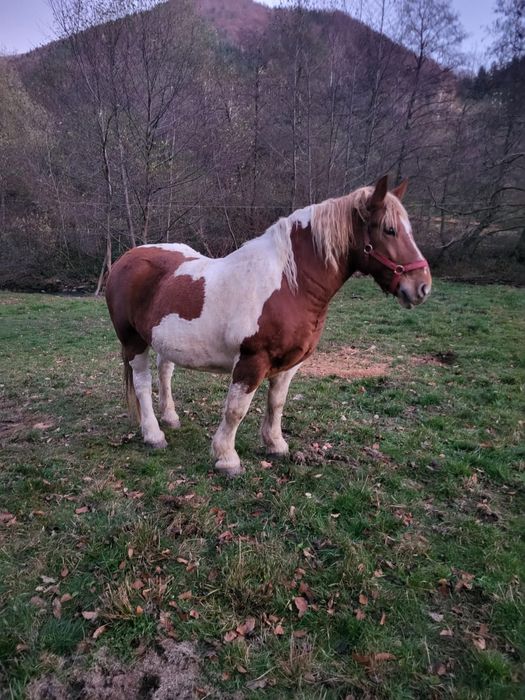 Vând cal în vârstă de 7 ani