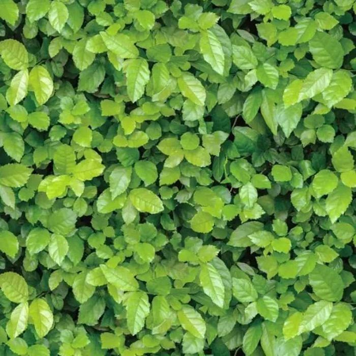 Чисто нова ролка декоративен тапет 100 см/ 40 см