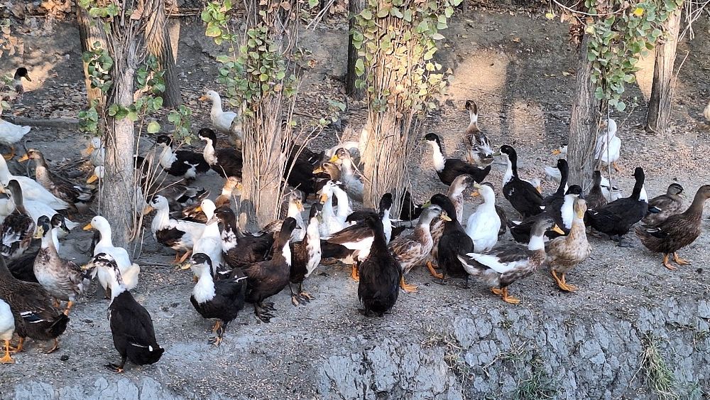 Урдак сирошни сотилади олайдиганларга арзон оптим нархларда