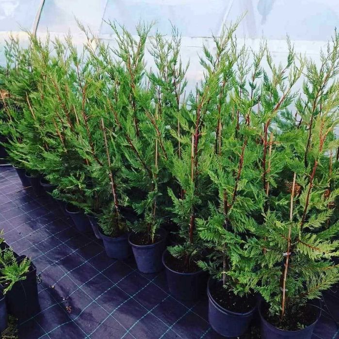 Leylandi cihparos pt gard viu inaltime de la 110-200cm