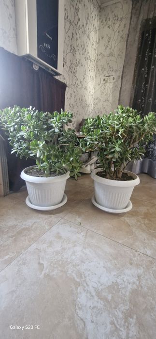 Продам "Живое дерево".