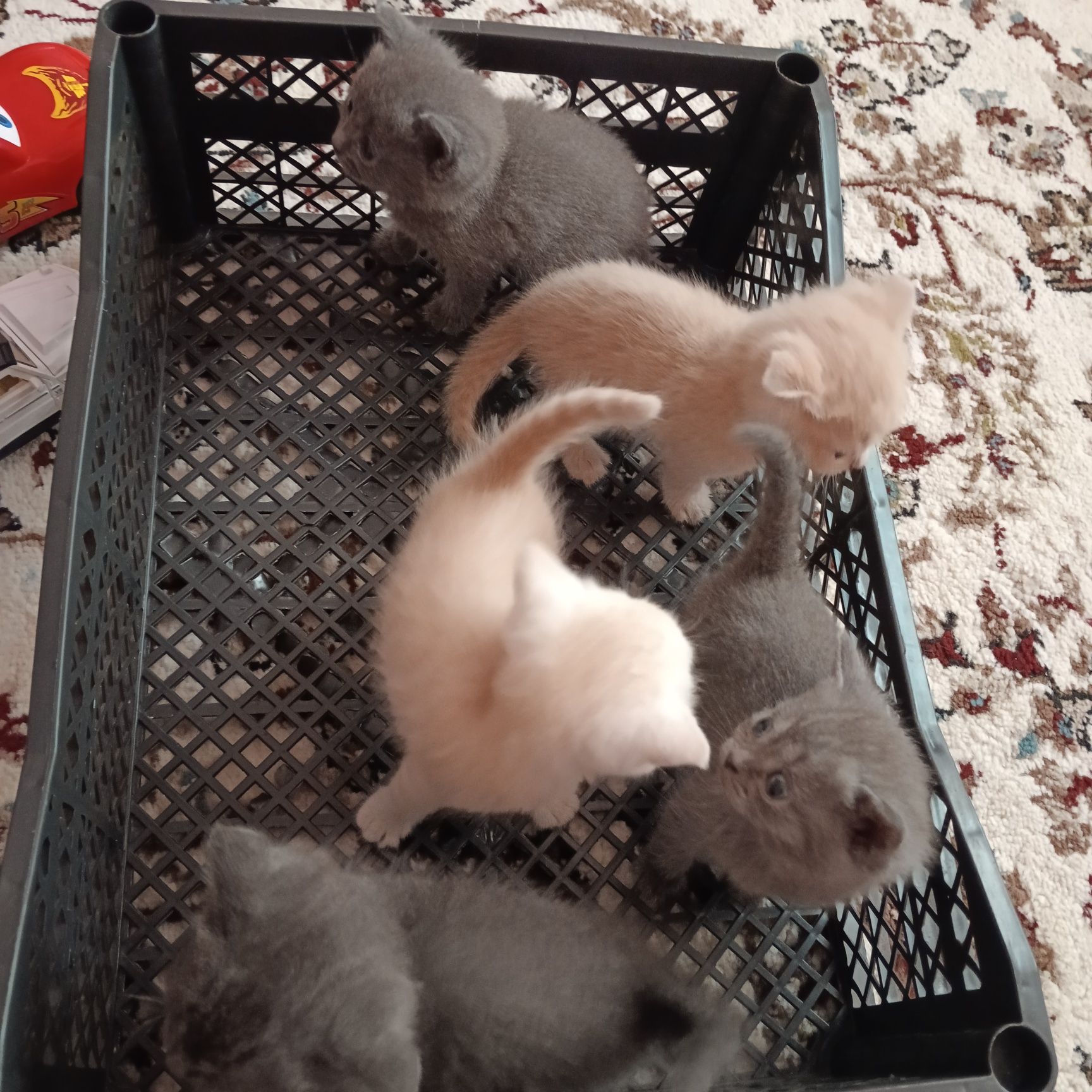 Mushuklar bor 5ta .sikatish bilan Fold lar onasi ham bor.ota .1oy 10 k