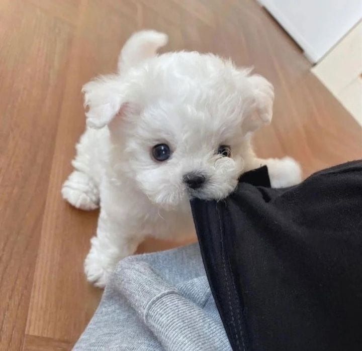 Bichon Maltez Mini Toy.