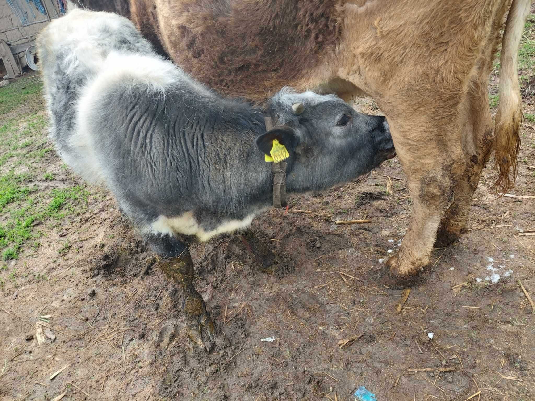 Vițel albastru belgian