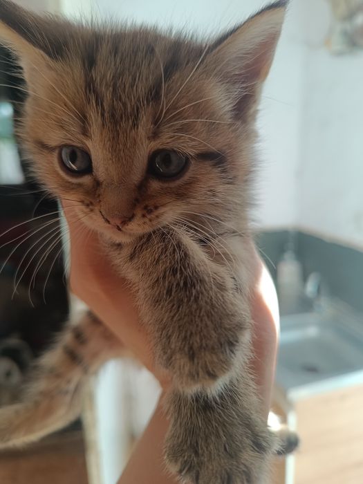 Срочно отдам  бесплатно котят породистые