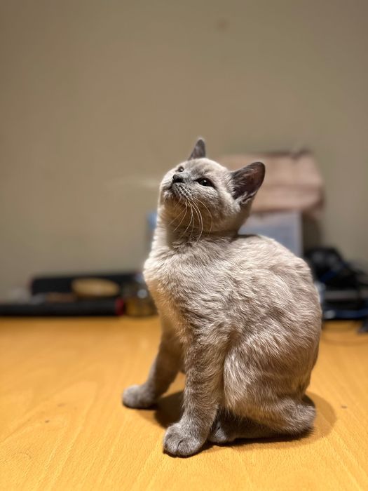 British Blue Point Британски