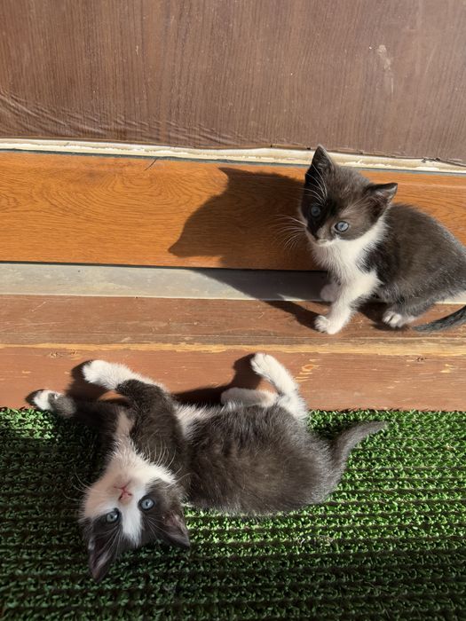 Donez pui de pisica spre adoptie