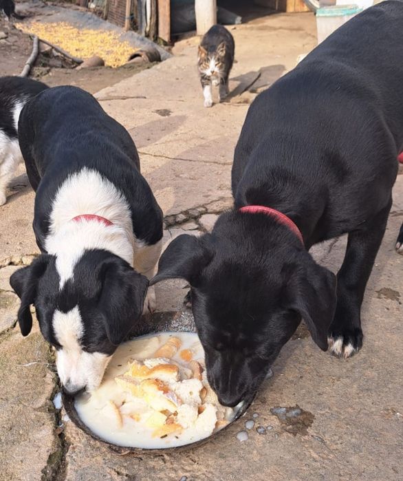 Dau spre adoptie 2 cățele vaccinate.