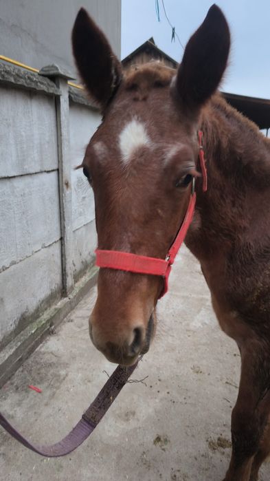 De vânzare sau schimb cu Animale vitai etc