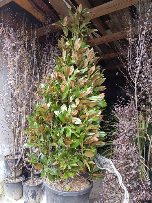 Magnolia Tuia mesteacăn