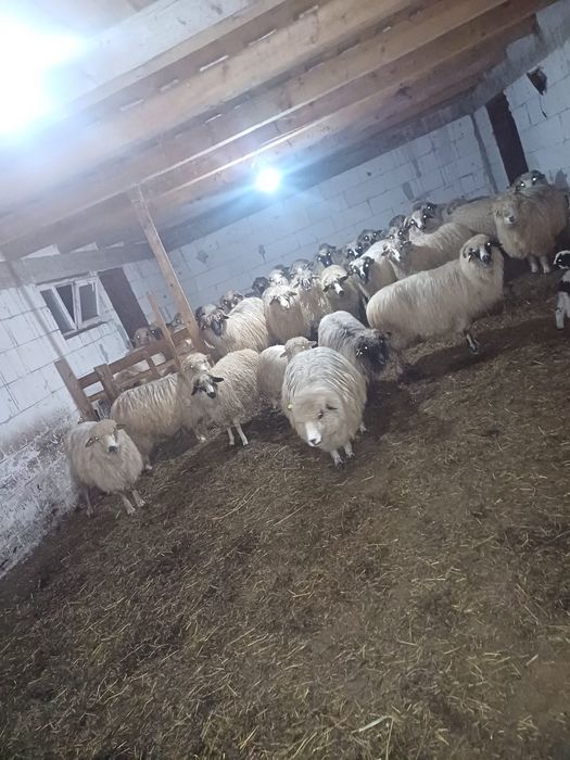 Oi de vinzare nanesti