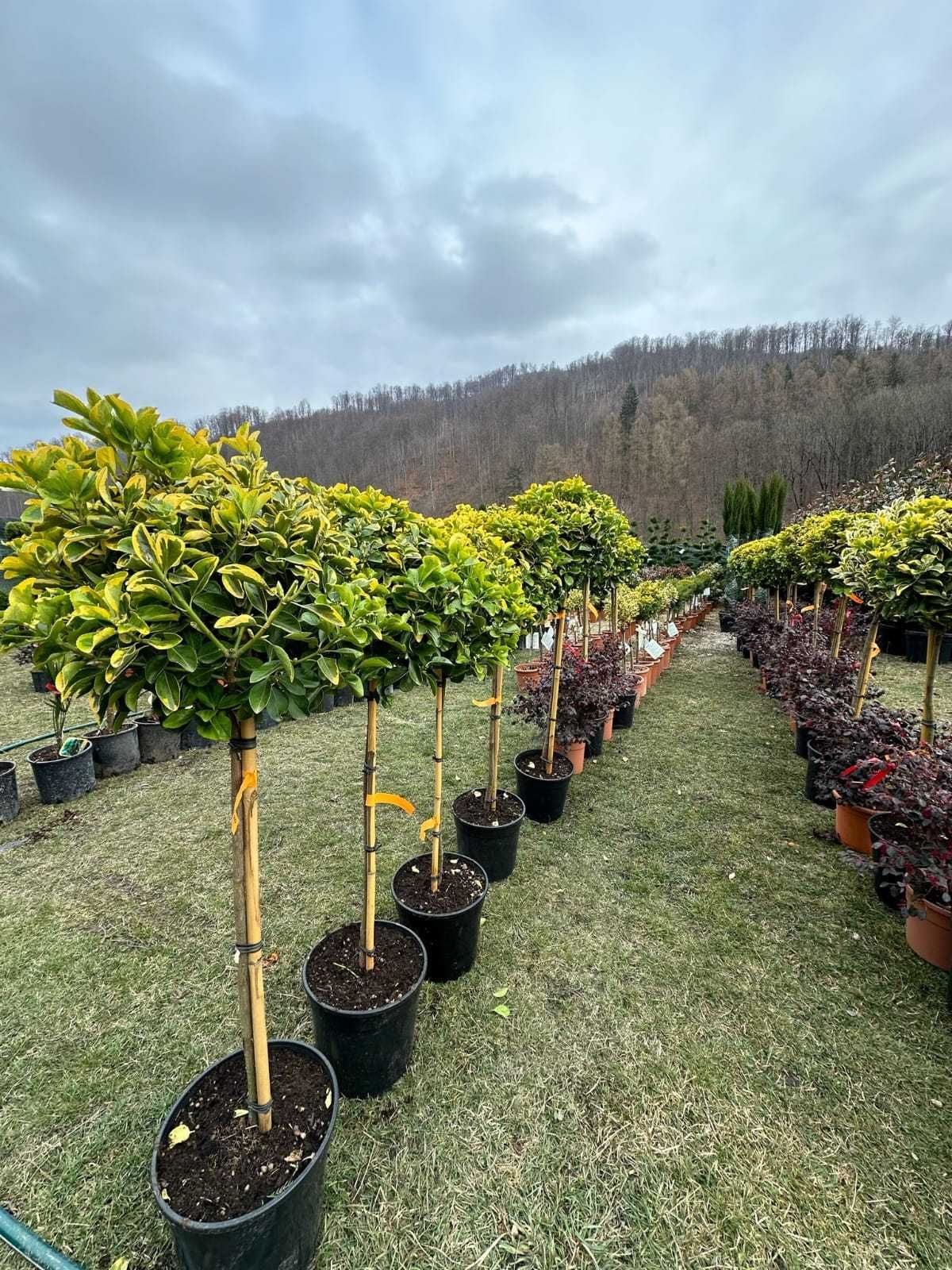 Plante ornamentale de calitate pentru grădina ta