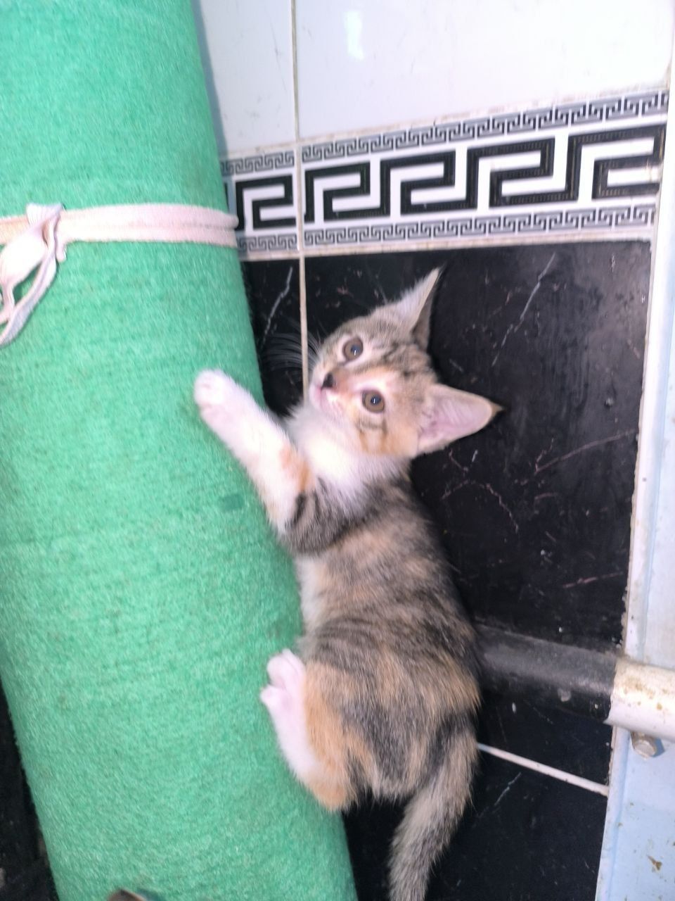 Отдаю даром месячных котят