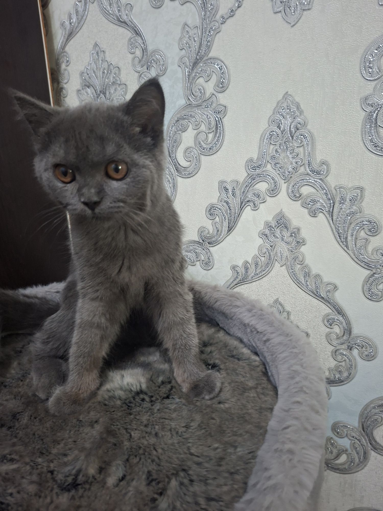Котята хорошие руки