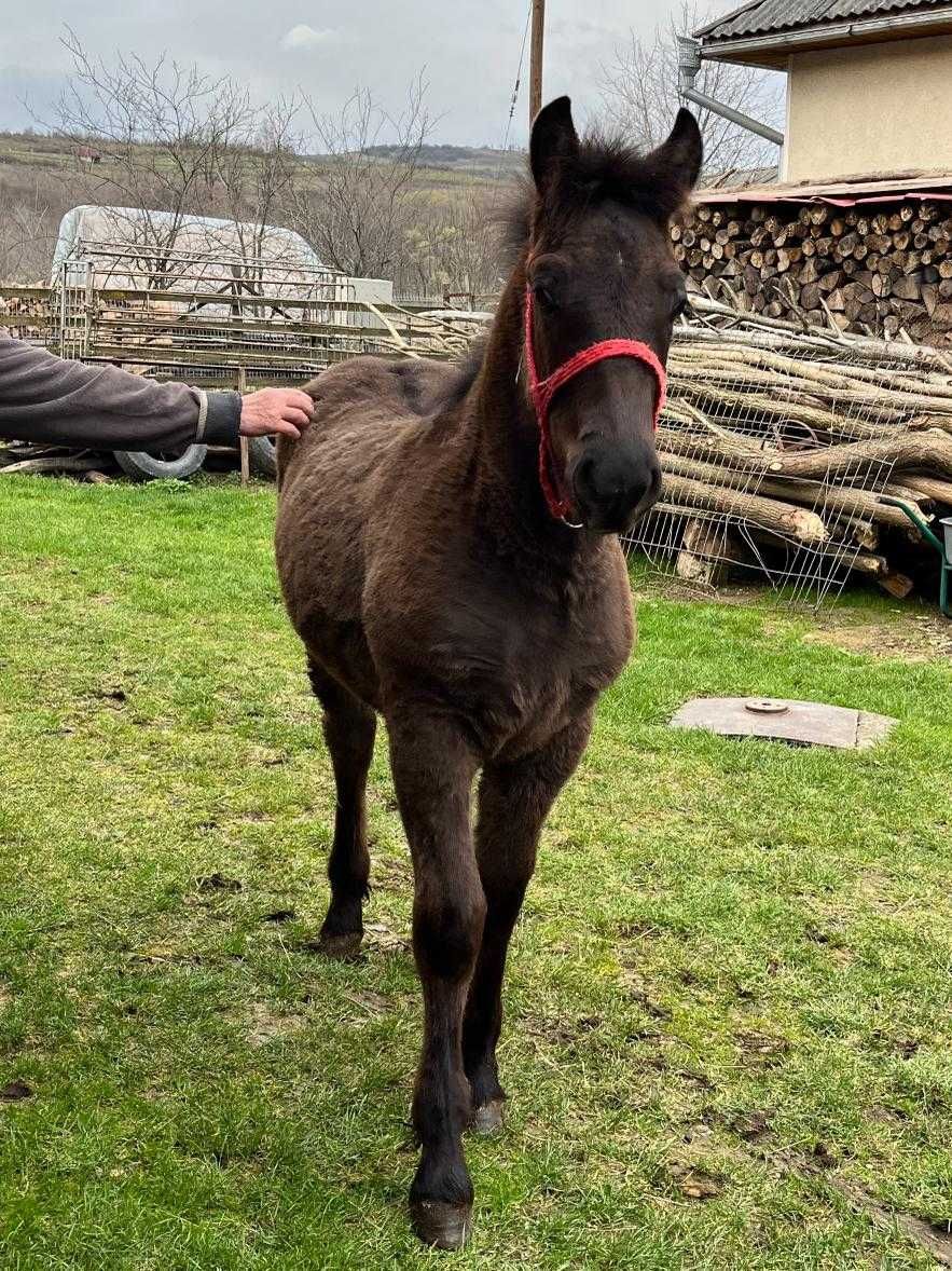 Vând mânz de 6 luni