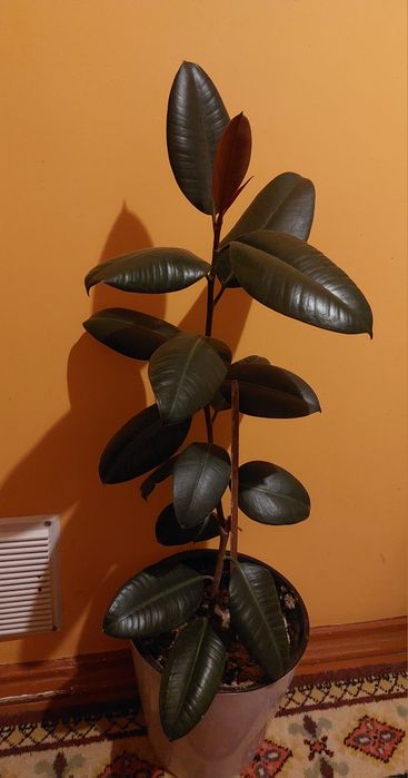 Продаются цветы комнатные