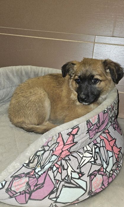 Милый щенок ищет своего человека