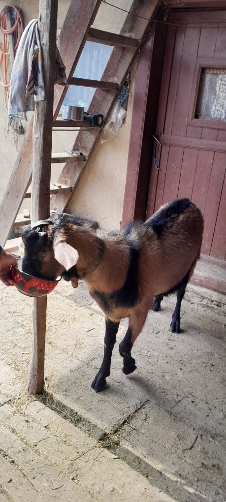 Vând Tap din mama Saanen cu tata anglonubian