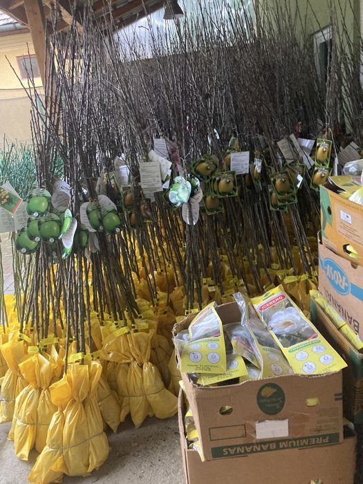 Vand pomi fructiferi ambalati