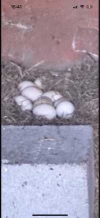 Яйца белого павлина