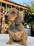 Teckel dachshund