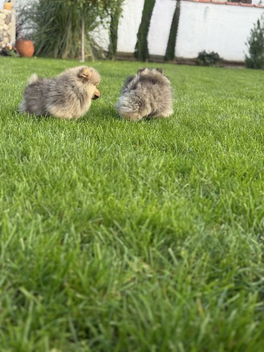 Померани на 3 месеца