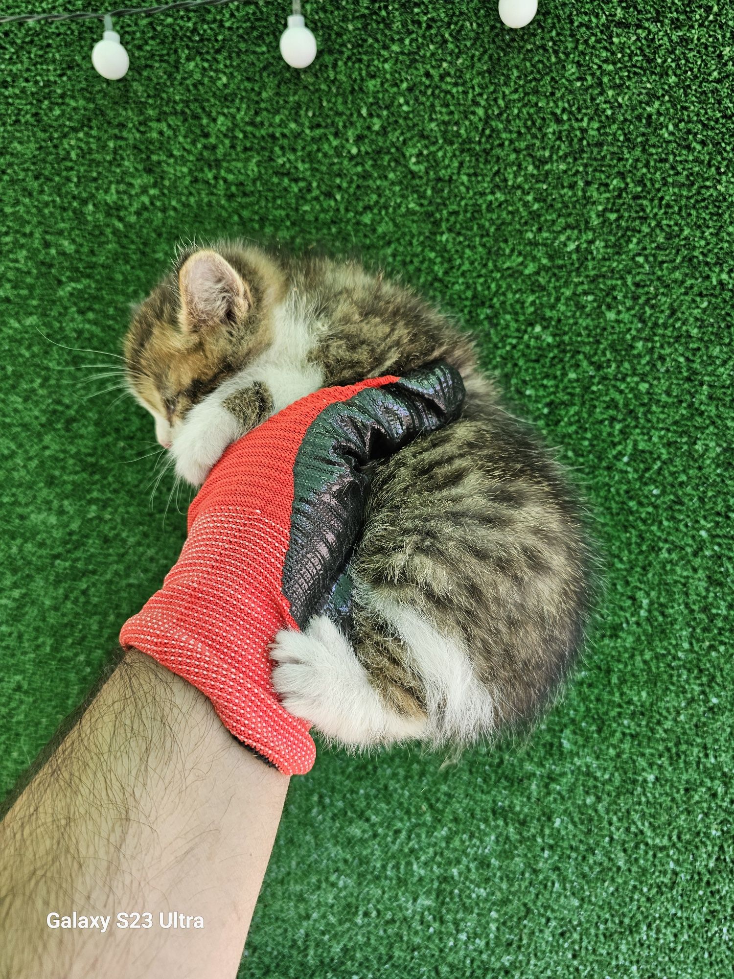 Персийски котенца