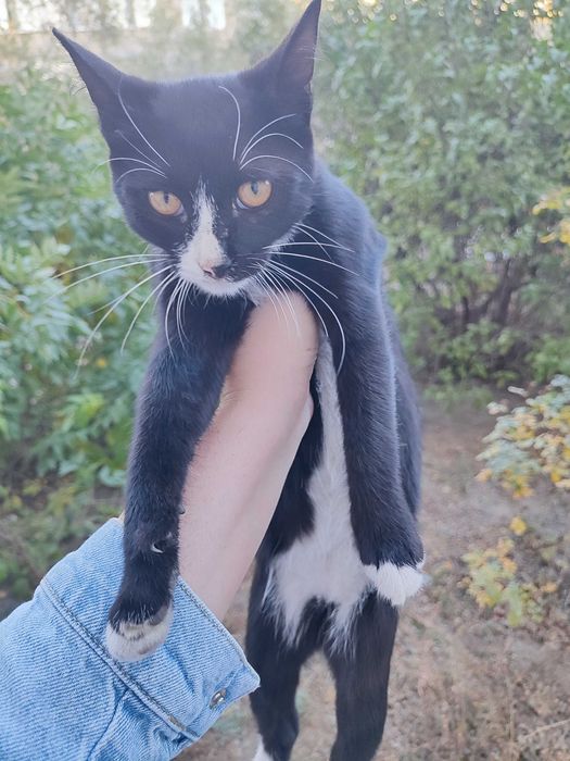 Котик 6  месяцев