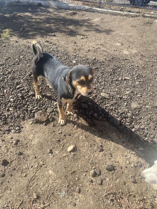 Spre adoptie catei