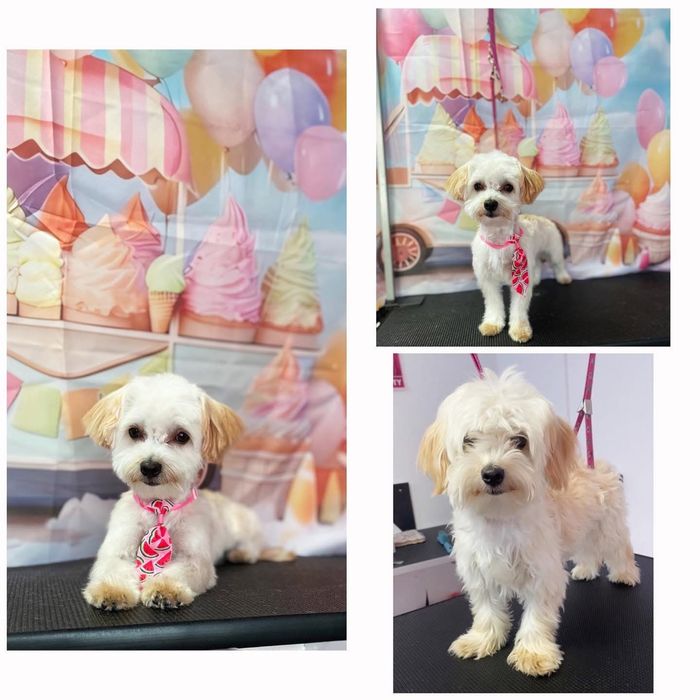 Toaletaj Canin IuliaS