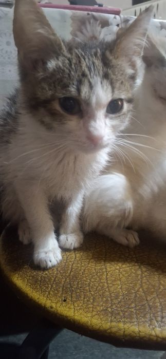 Котята в хорошие руки .кушают все .к лотку приучены котик есть 4 котик