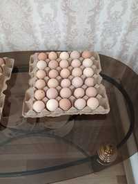 Инкубационные яйца Кученской породы