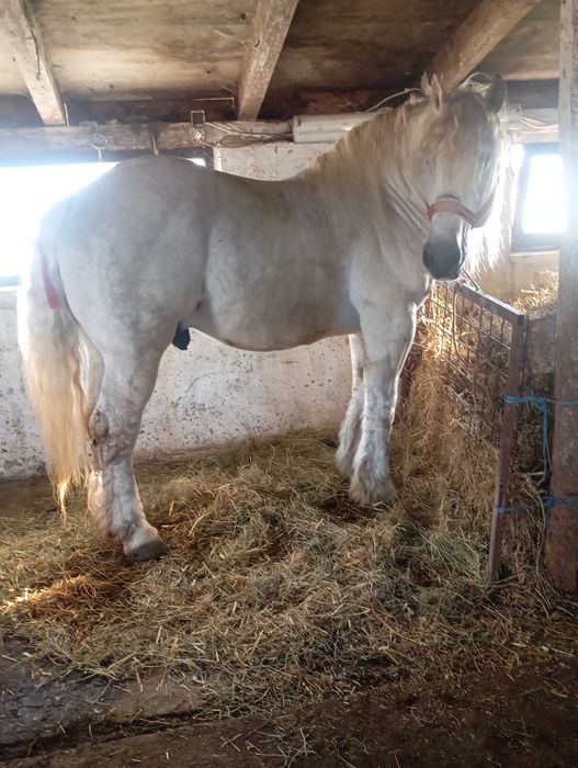 Vând Armăsar Românesc