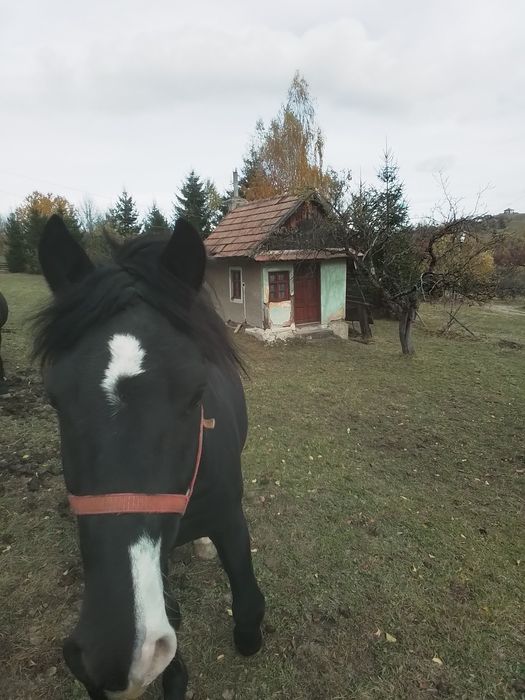 Vând armăsar, vârsta 2 ani jumătate.