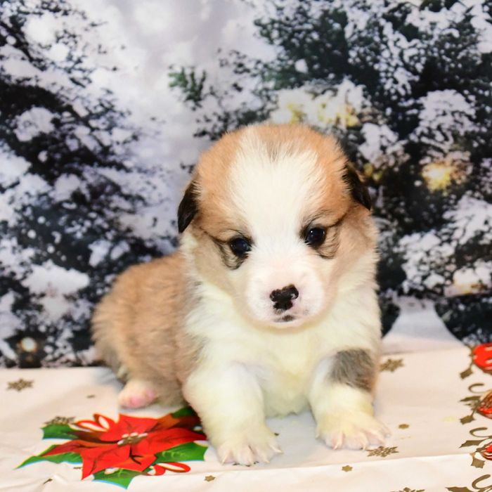 Cățeluș Corgi, vaccinat, microcipat, pedigree tip A