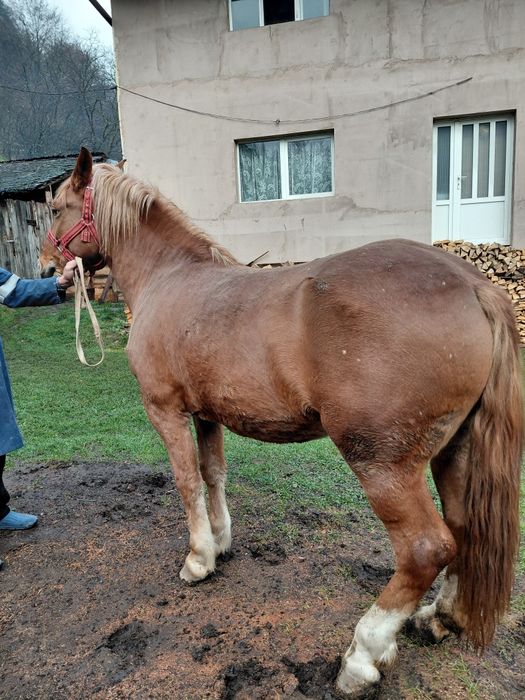 Vând iapă are 2 ani și 2 luni