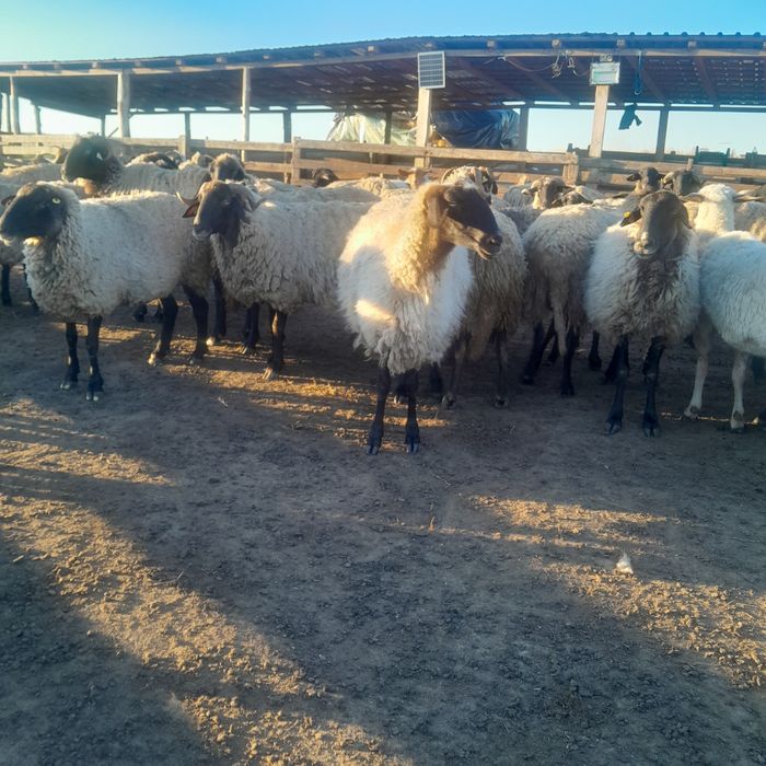 Vând 80 de oii carabase de teleorman