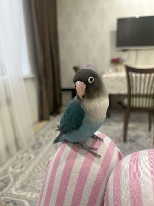 продается попугай неразлучник