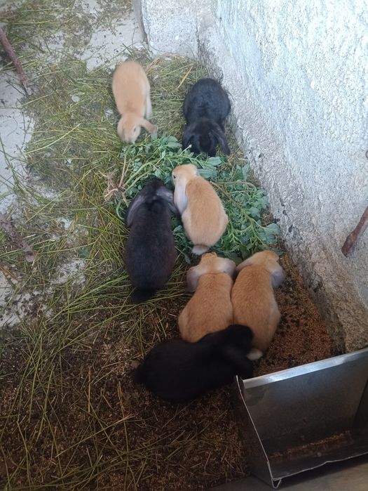 Berbec german galben și negru