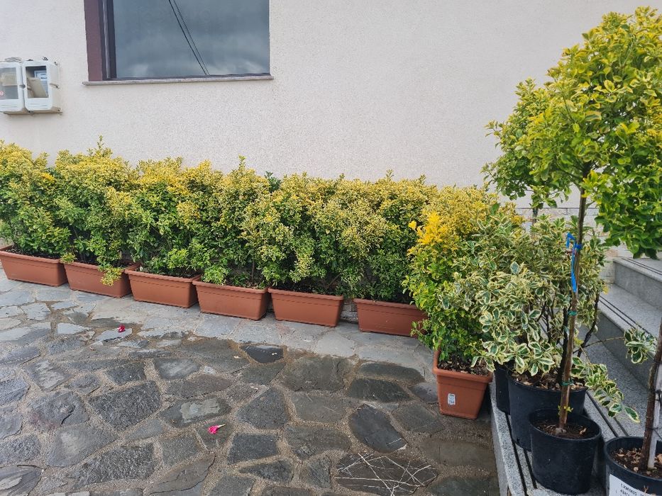 Plante ornamentale