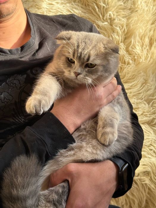 Срочно Продаётся Шотландских молодой парень