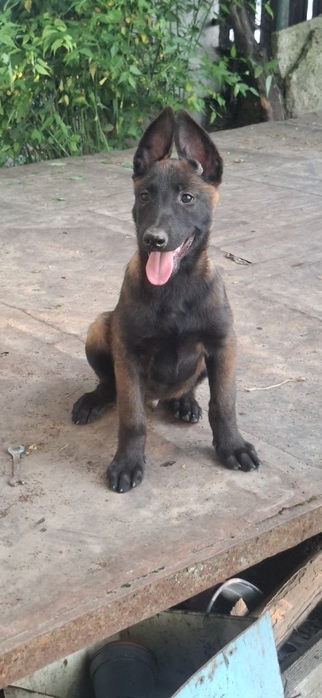 Ciobanesc belgian malinois