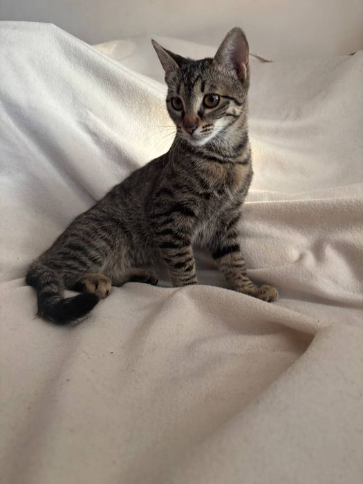 Малко котенце търси дом