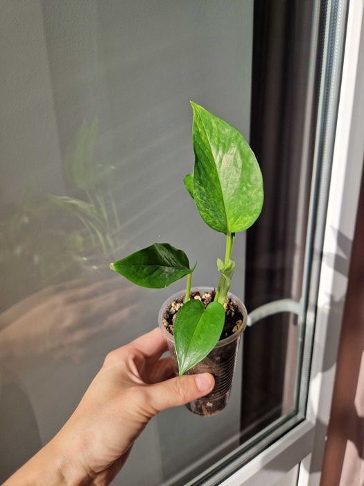 Сциндапусы по 800 тг