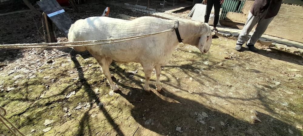 Arashan qochqor zotga sotiladi