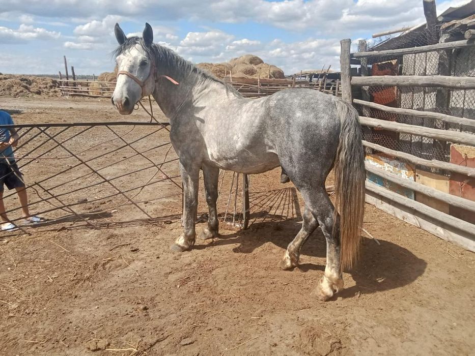 Першерон айғар сатылады.