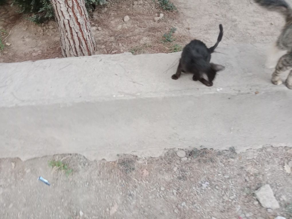 Малышка Бусинка ищет дом
