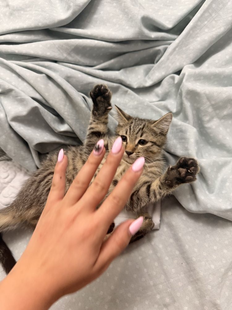 Котик очень игривый любопытный