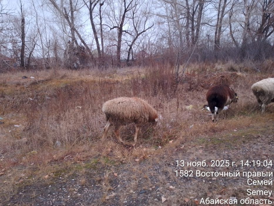 Еркек токты сатамыз
