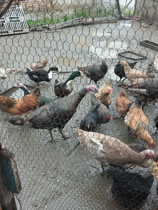 Продавам млади пуики